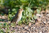 Nelson's Sparrowborder=