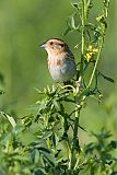 Nelson's Sparrowborder=