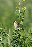 Nelson's Sparrow