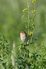 Nelson's Sparrow