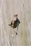 Sedge Wren