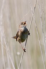 Sedge Wren