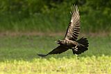 Common Raven