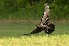 Common Raven