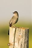 Gray Catbird