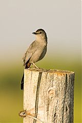 Gray Catbird