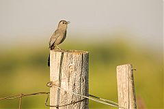 Gray Catbird