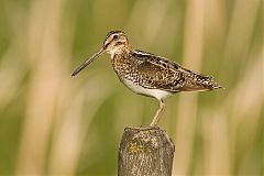 Wilson's Snipe