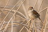 Swamp Sparrow