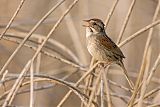 Swamp Sparrow