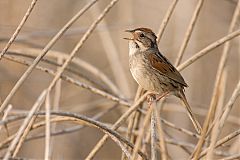 Swamp Sparrow