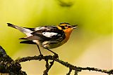 Blackburnian Warbler