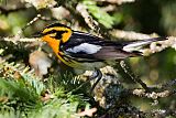 Blackburnian Warbler