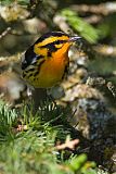 Blackburnian Warbler