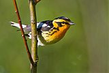 Blackburnian Warbler