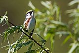 Chestnut-sided Warbler