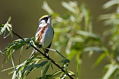 Chestnut-sided Warbler