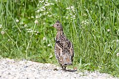 Ruffed Grouse