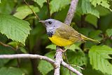 Mourning Warbler