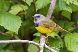 Mourning Warbler