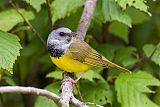 Mourning Warbler