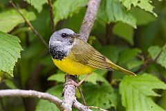 Mourning Warbler