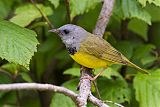 Mourning Warbler