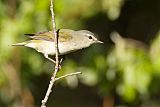 Tennessee Warbler