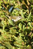 Tennessee Warbler