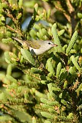 Tennessee Warbler