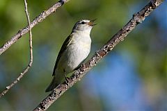 Tennessee Warbler