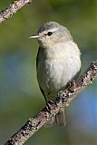 Tennessee Warbler