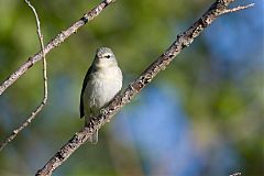 Tennessee Warbler