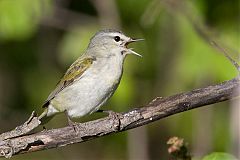 Tennessee Warbler