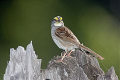 White-throated Sparrow