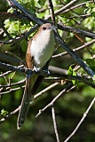 Black-billed Cuckoo