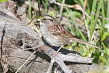 White-throated Sparrow