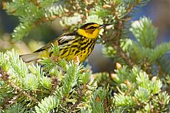 Cape May Warbler