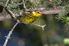 Cape May Warbler