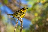 Cape May Warbler