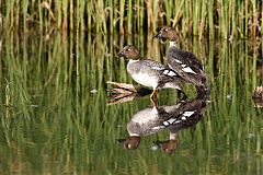 Common Goldeneye