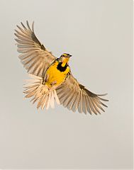 Eastern Meadowlark