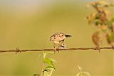 Grasshopper Sparrowborder=