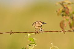 Grasshopper Sparrow