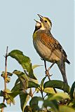 Dickcissel