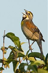 Dickcissel