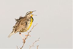 Eastern Meadowlark