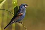 Blue Grosbeakborder=