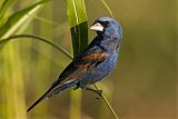 Blue Grosbeak