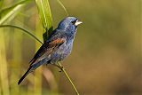 Blue Grosbeakborder=